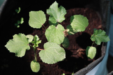 Close up of the Organic vegetable plants growing in the plastic grow bags kept on the Kitchen garden.