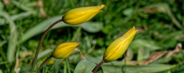 tulipe sauvage - tulipa sylvestris