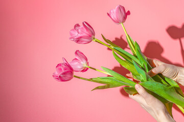 Girl holding pink tulips, female hands with flowers on pink background, hard sunlight. Floral spring background.