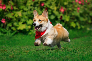 funny corgi dog puppy runs merrily through the green grass in a summer sunny meadow with its paws raised high