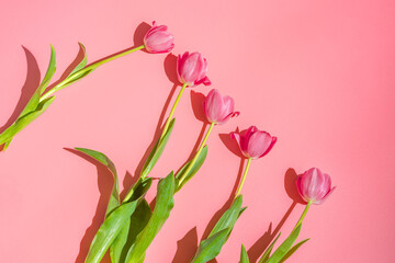 Five pink tulips on a pink background, hard sunlight. Floral spring background.Copy space