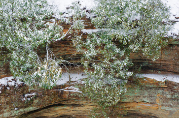 601-52  Cliff Conifers, Wildcat Canyon