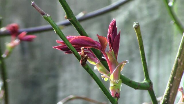 New growth showing now that it is springtime, one of the nicest seasons of the year when the world comes alive once again here in England