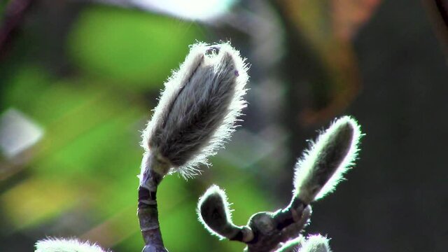 New growth showing now that it is springtime, one of the nicest seasons of the year when the world comes alive once again here in England