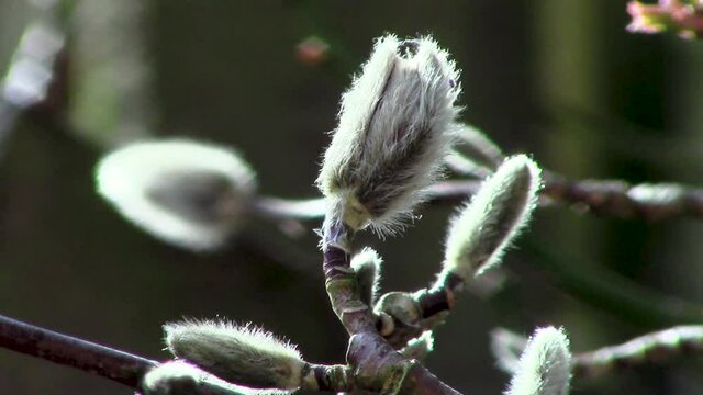 New growth showing now that it is springtime, one of the nicest seasons of the year when the world comes alive once again here in England