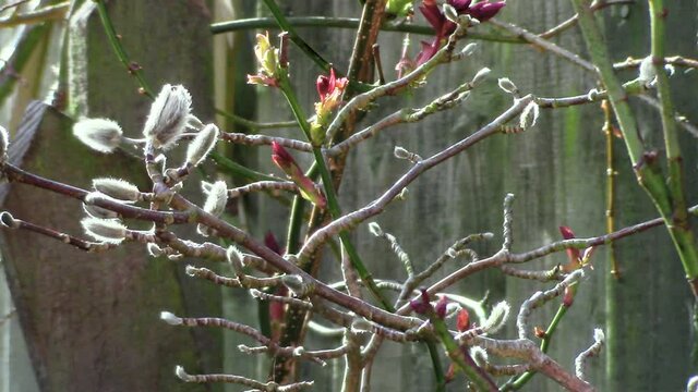 New growth showing now that it is springtime, one of the nicest seasons of the year when the world comes alive once again here in England