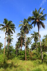 Naklejka na ściany i meble Palawan palm trees