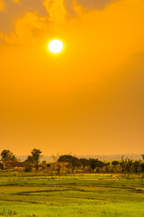 Obraz premium Green rice field with mountains background under sunset sky