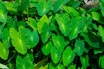 Green giant taro leaves Weeds in tropical wetlands in Southeast Asia.
