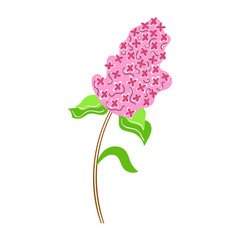 Hand drawn Lilac flower. Modern flat illustration.