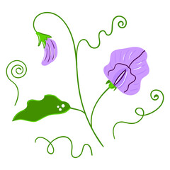 Hand drawn sweet peas flower. Modern flat illustration.