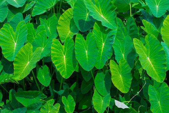 Green giant taro leaves Weeds in tropical wetlands in Southeast Asia.

