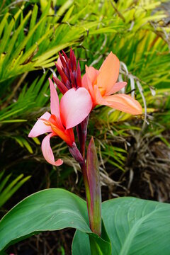 Canna Lily plant and green leaf
