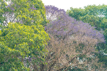 Blue Jacaranda (Jacaranda mimosifolia)