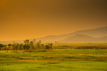 Fototapeta na wymiar Green rice field with mountains background under sunset sky