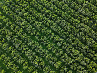 Orange fields near Gandia from the air