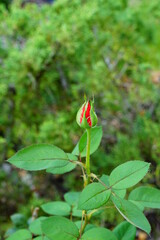 Beautiful garden rose flower and green leaf