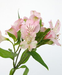 Peruvian lily, Alstroemeria,  lily of the Incas with light pink flowers