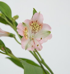 Peruvian lily, Alstroemeria,  lily of the Incas with light pink flowers