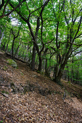 footpath in the woods forest amzing mad trees exceptional