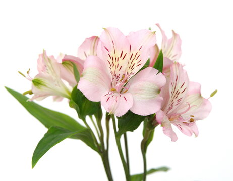 Peruvian lily, Alstroemeria,  lily of the Incas with light pink flowers, on white background