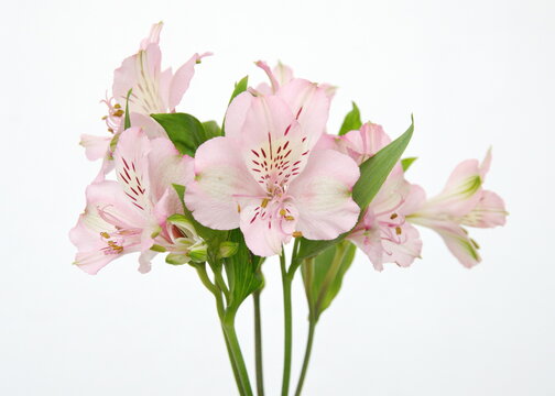 Peruvian lily, Alstroemeria,  lily of the Incas with light pink flowers, on white background