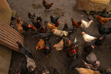 Chickens in the wood of a poor house