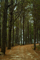 Cement road leading to pine forest in Gia Lai province, Vietnam