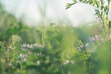 Beautiful green grass and flowers on field at summer day at sunlight. Green meadow fresh springtime landscape, nobody, tranquil scene