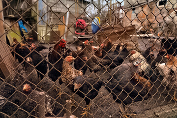 Chickens in the wood of a poor house