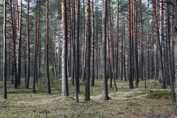 Sunny autumn day. Excellent weather. The site of the pure coniferous forest with rare pines. The earth under trees is covered with a moss and the fallen-down needles.