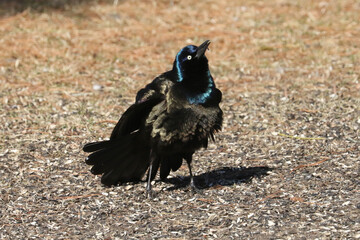 Common Grackles feeding on bird feeder spills in early spring day in freezing cold but sunny day