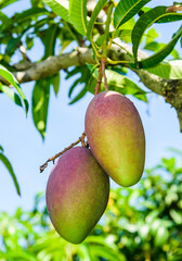 Close-up of mango fruits on the mango tree in Pingtung, Taiwan. 