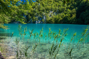 Turkois water in Plitvice lake and  rushes by bank.