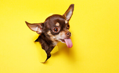 Portraite of cute puppy toy terrier climbs out of hole in colored background. Little smiling dog on bright trendy yellow background. Free space for text.