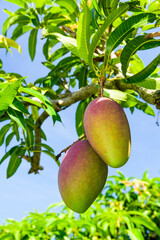 Close-up of mango fruits on mango tree in Pingtung, Taiwan. 