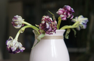 bouquet of dried tulips on a dark background