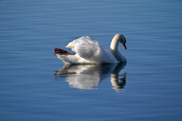 Mute swans in evening light in late winter on quiet water with reflections, preening, feeding and resting
