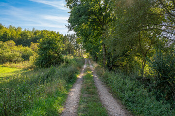 Fototapeta na wymiar Pathway in the forest
