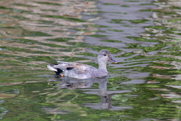 Wild ducks on a pond with green water 