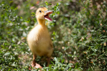 Portrait of a little funny duckling on a background of green grass.