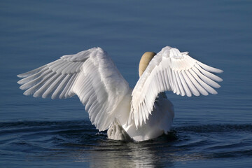 Mute swans in evening light in late winter on quiet water with reflections, preening, feeding and resting
