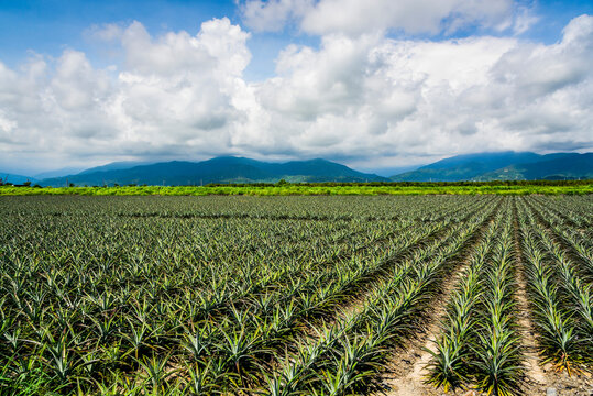 ripe pineapple growing in the orchard in Pingtung, Taiwan