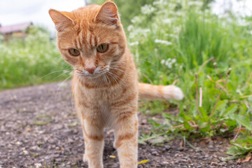Ginger young cat on a dirt road leading to a rural house against a background of green grass 
