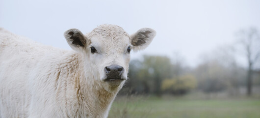 Charolais beef calf portrait banner with Texas field blurred background. © ccestep8