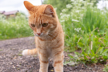 Naklejka na ściany i meble Ginger young cat on a dirt road leading to a rural house against a background of green grass 