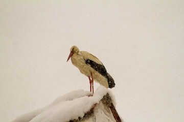 Stork after the onset of winter in April