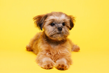 Portraite of cute puppy Shih tzu. Little smiling dog on bright trendy yellow background. Free space for text.