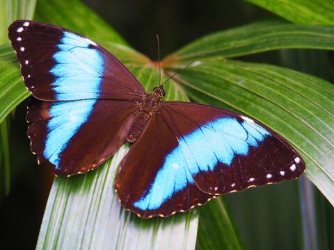 Blauer Morphofalter Himmelsfalter