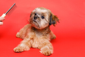 Portrait of cute puppy Shih tzu. Groomer brushing little smiling dog on bright trendy red background. The process of final cutting the dog's hair.